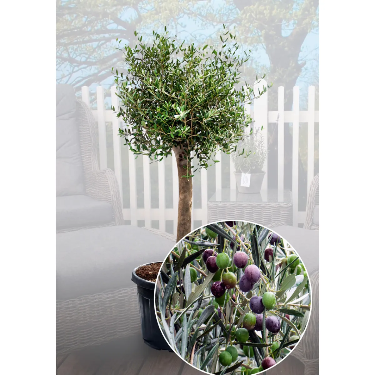 Online Plantiflor Oliven-Stamm im Topf Durchmesser 15 cm