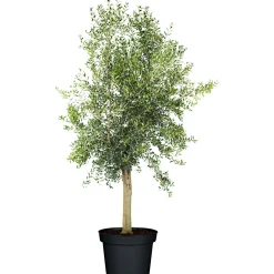 Online Plantiflor Oliven-Stamm im Topf Durchmesser 15 cm