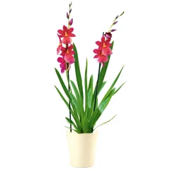 Online Plantiflor Orchideen-Mix Topf Durchmesser 9 cm