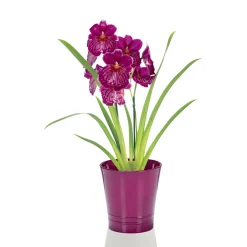Online Plantiflor Orchideen-Mix Topf Durchmesser 9 cm