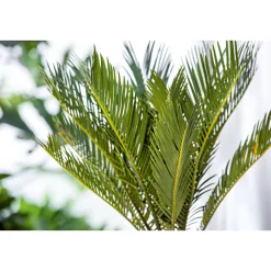 Discount Plantiflor Palmfarn Topf Durchmesser 12 cm