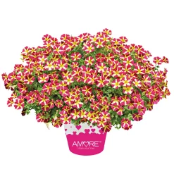 Sale Plantiflor Petunia Topf Durchmesser 12 cm
