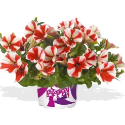 Sale Plantiflor Petunia Topf Durchmesser 12 cm