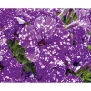 Best Plantiflor Petunie Night Sky Topf Durchmesser 12 cm