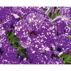 Best Plantiflor Petunie Night Sky Topf Durchmesser 12 cm