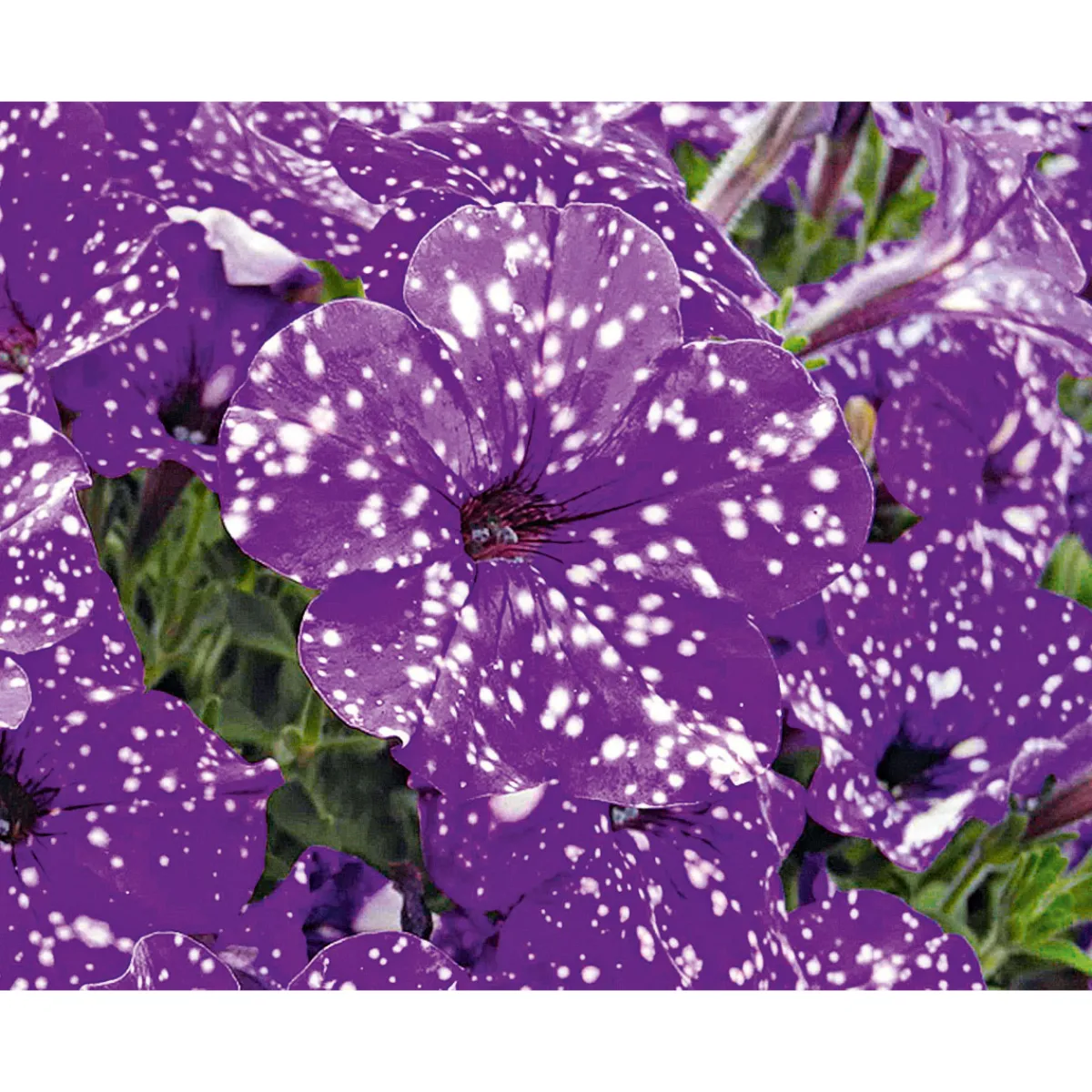 Best Plantiflor Petunie Night Sky Topf Durchmesser 12 cm