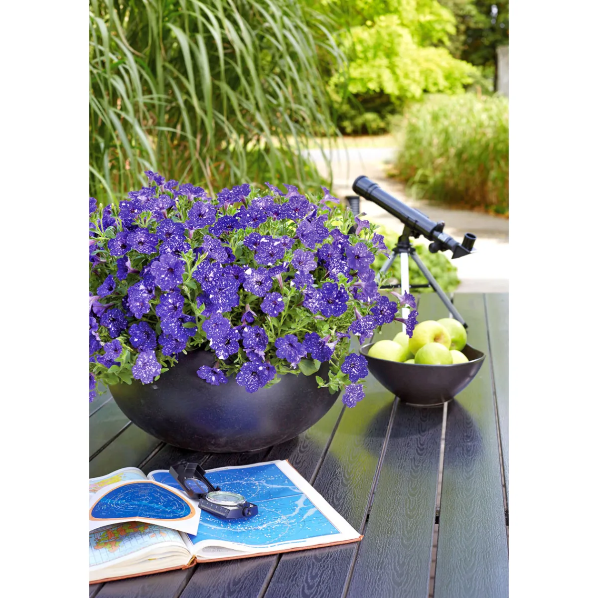 Best Plantiflor Petunie Night Sky Topf Durchmesser 12 cm