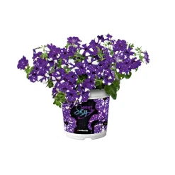 Best Plantiflor Petunie Night Sky Topf Durchmesser 12 cm