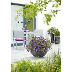 Best Plantiflor Petunie Night Sky Topf Durchmesser 12 cm