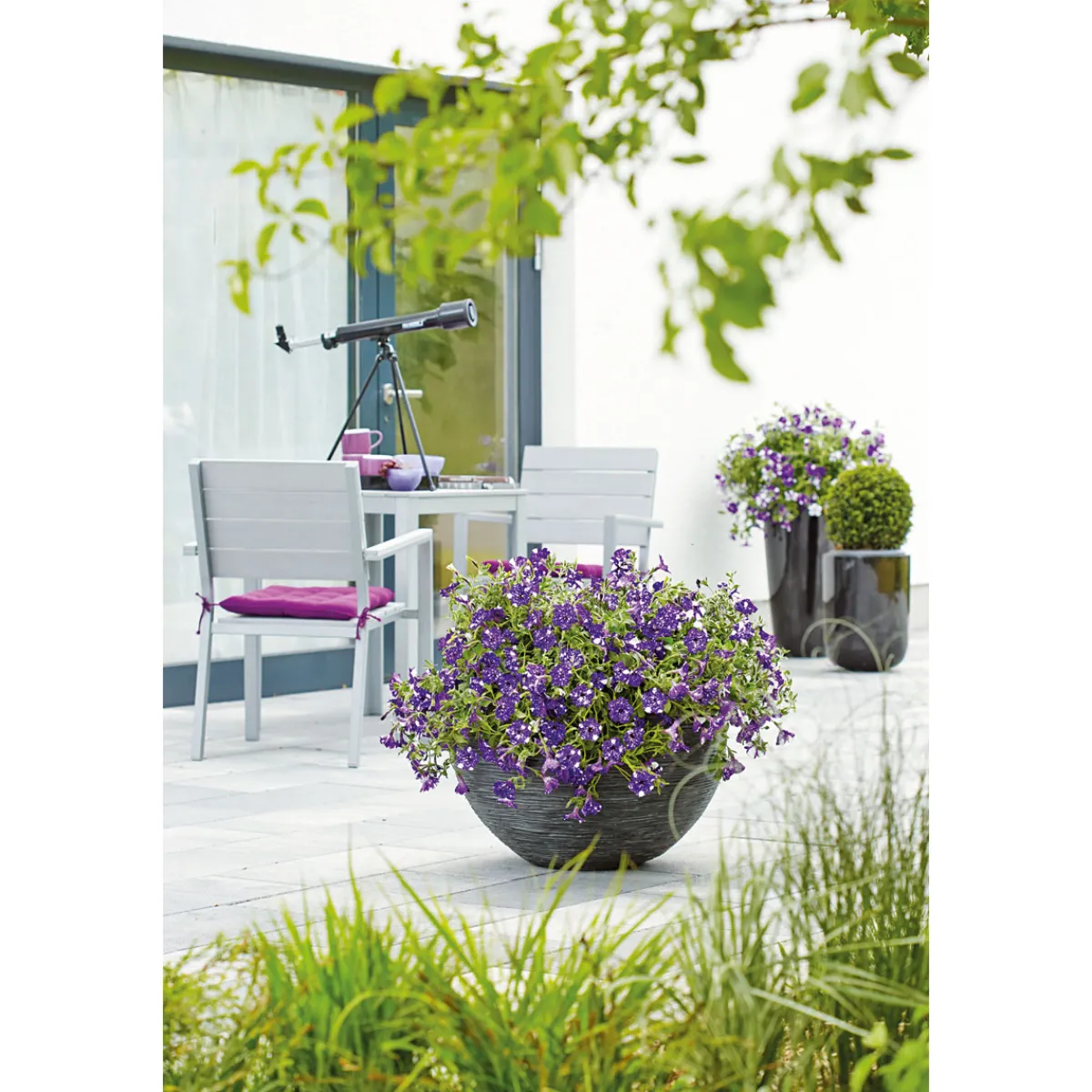Best Plantiflor Petunie Night Sky Topf Durchmesser 12 cm