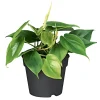 Sale Plantiflor Philodendron Topf Durchmesser 12 cm