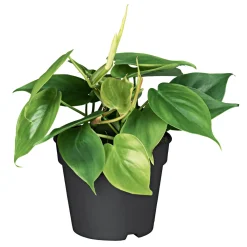 Sale Plantiflor Philodendron Topf Durchmesser 12 cm