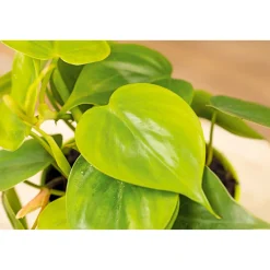 Sale Plantiflor Philodendron Topf Durchmesser 12 cm