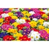 Discount Plantiflor Primel, 10er Pack