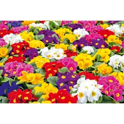 Discount Plantiflor Primel, 10er Pack