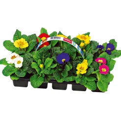 Discount Plantiflor Primel, 10er Pack