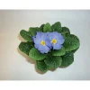 Hot Plantiflor Primeln Sonderfarben Topf Durchmesser 11 cm