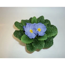 Hot Plantiflor Primeln Sonderfarben Topf Durchmesser 11 cm