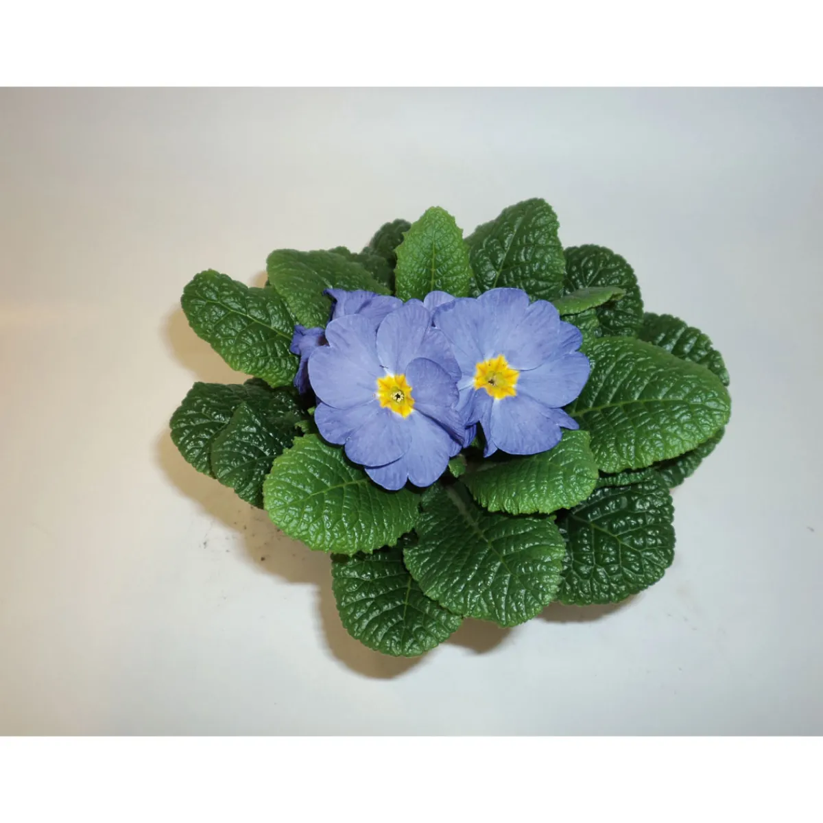 Hot Plantiflor Primeln Sonderfarben Topf Durchmesser 11 cm