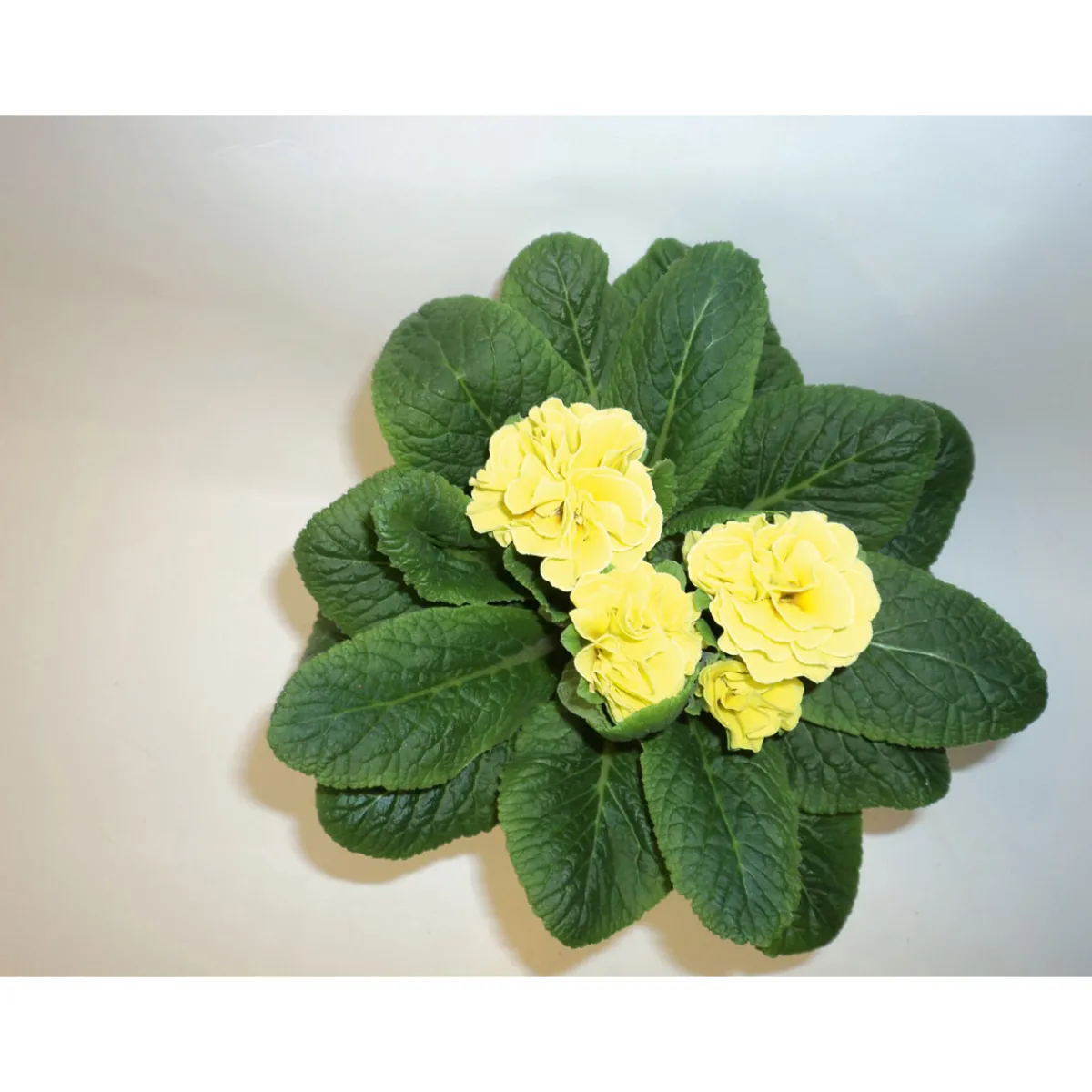 Hot Plantiflor Primeln Sonderfarben Topf Durchmesser 11 cm