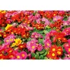 New Plantiflor Primel Topf Durchmesser 10,5 cm
