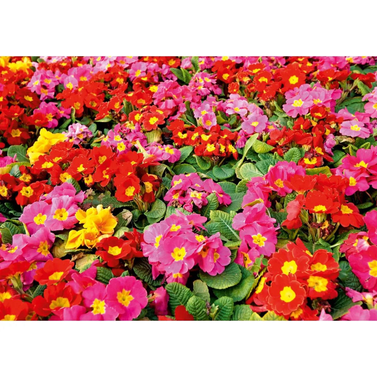 New Plantiflor Primel Topf Durchmesser 10,5 cm