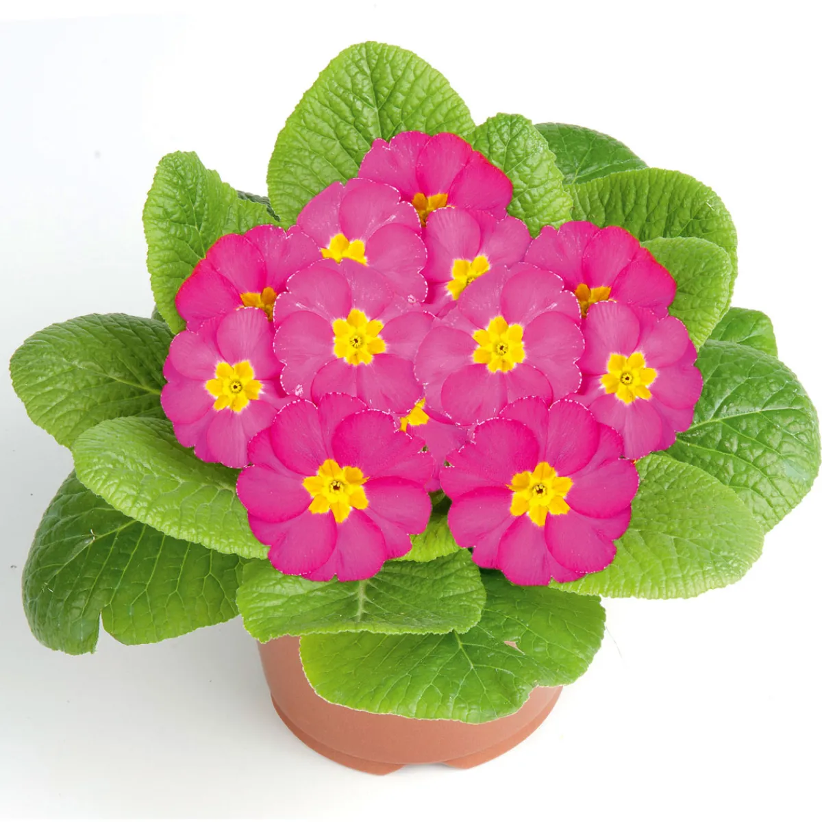New Plantiflor Primel Topf Durchmesser 10,5 cm