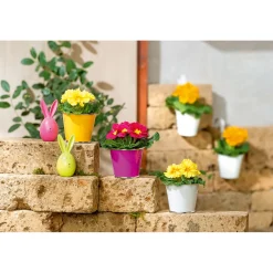 New Plantiflor Primel Topf Durchmesser 10,5 cm