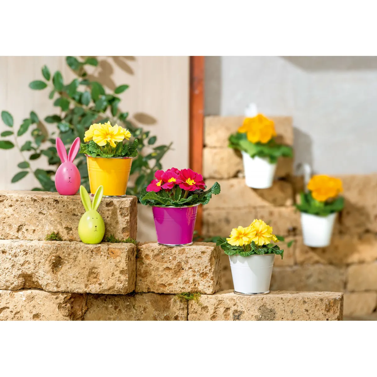 New Plantiflor Primel Topf Durchmesser 10,5 cm