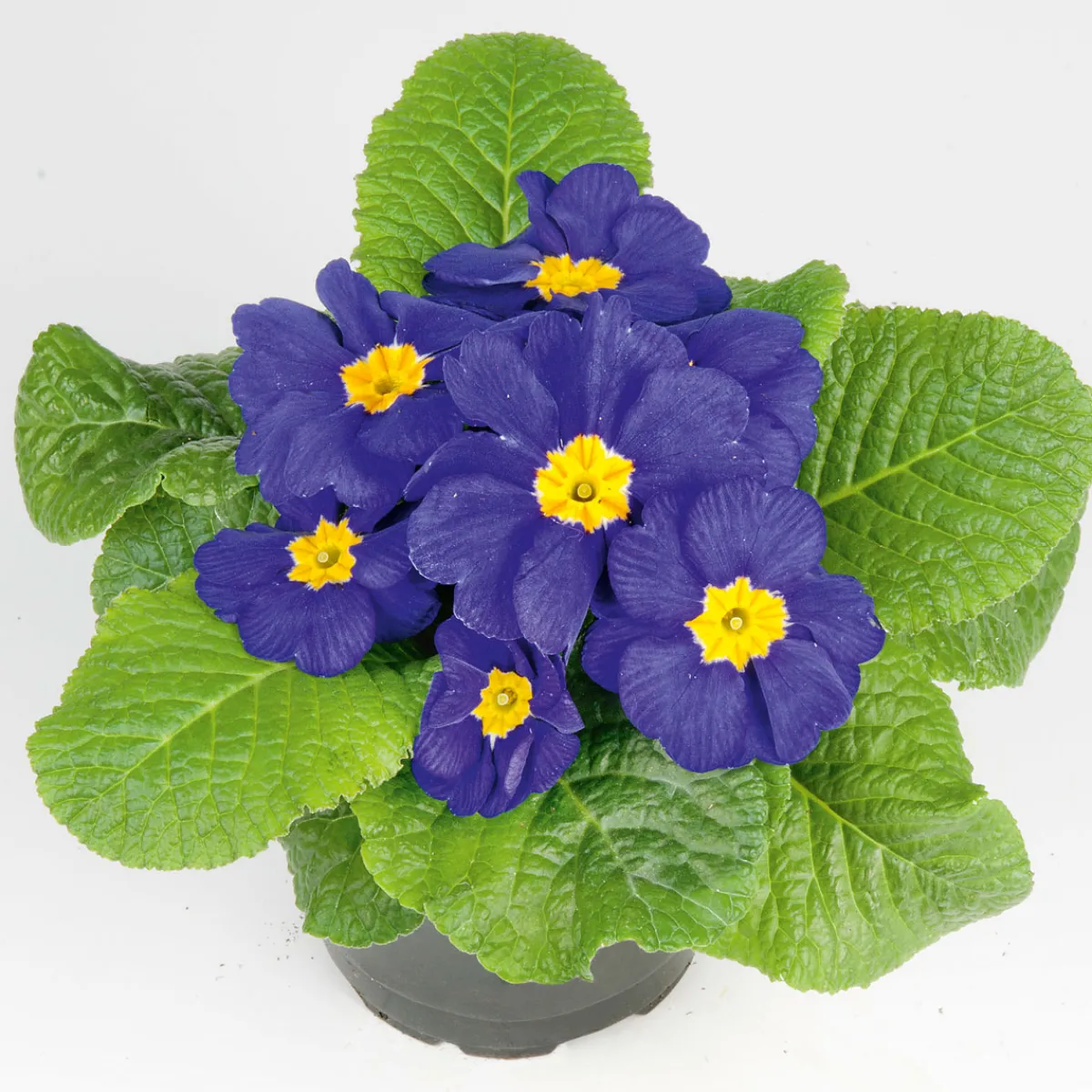 New Plantiflor Primel Topf Durchmesser 10,5 cm