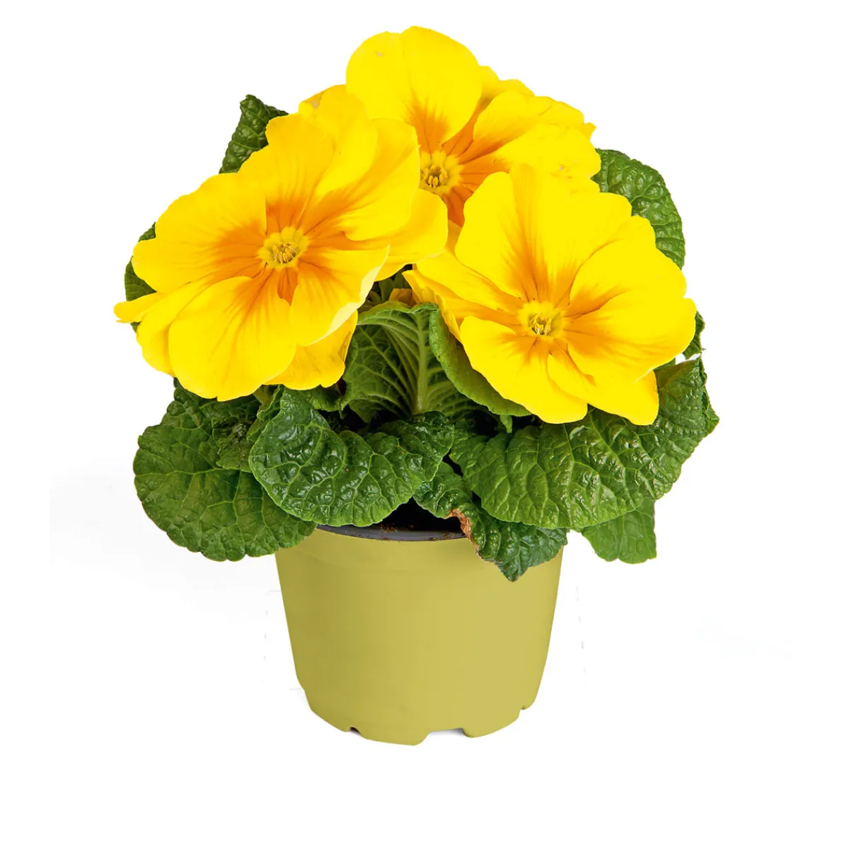 New Plantiflor Primel Topf Durchmesser 10,5 cm