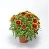Clearance Plantiflor Prärie-Korkadenblume Topf Durchmesser 19 cm