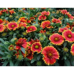 Clearance Plantiflor Prärie-Korkadenblume Topf Durchmesser 19 cm