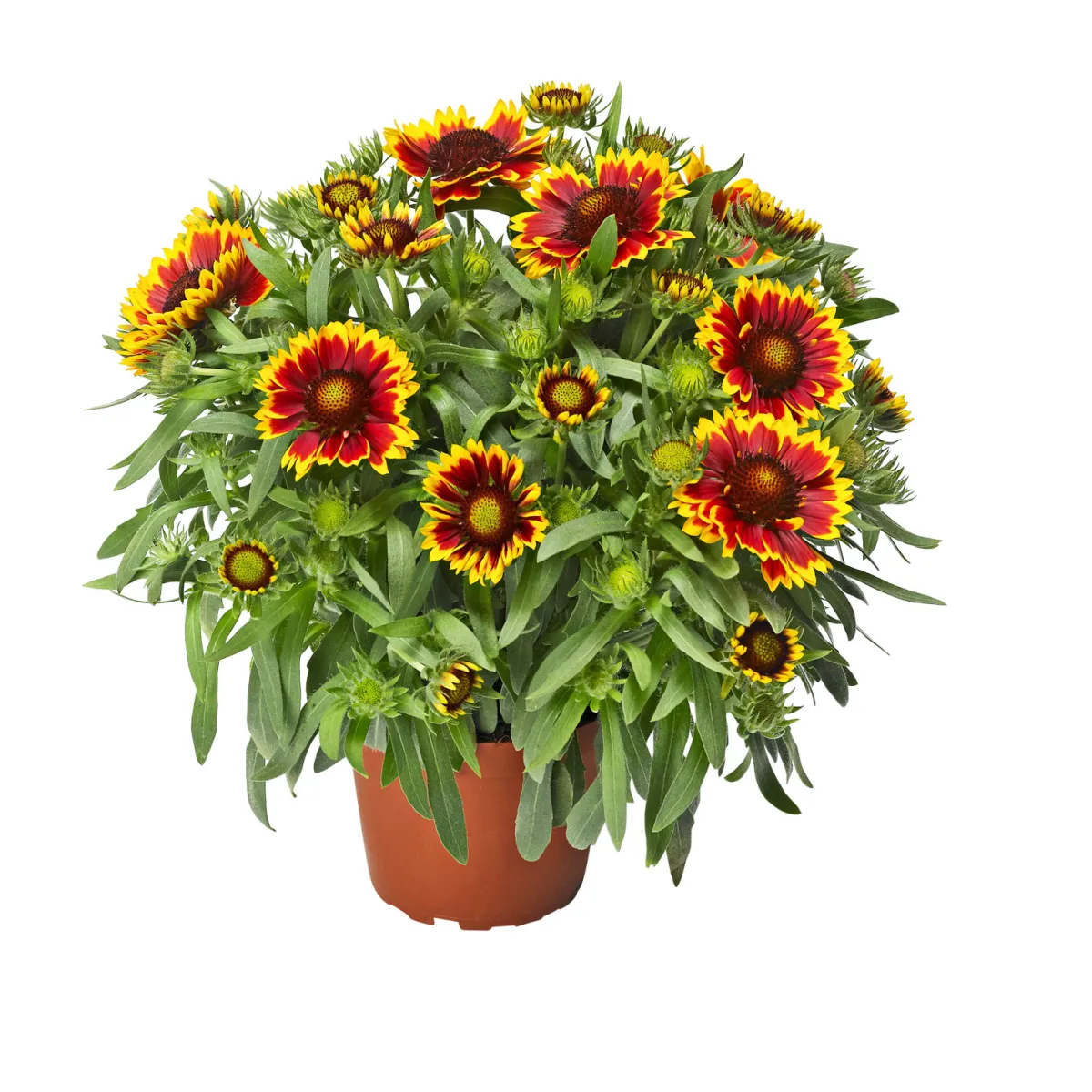 Clearance Plantiflor Prärie-Korkadenblume Topf Durchmesser 19 cm