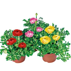 Best Plantiflor Ranunkel Topf Durchmesser 11 cm
