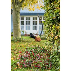 New Plantiflor Rebhuhnbeere Topf Durchmesser 10,5 cm