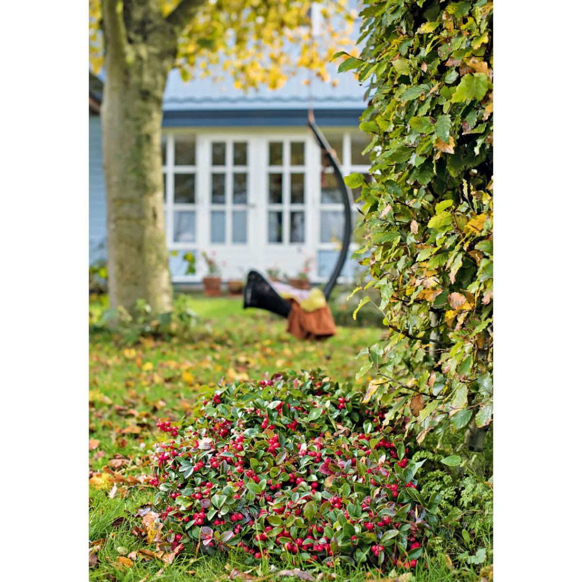 New Plantiflor Rebhuhnbeere Topf Durchmesser 10,5 cm