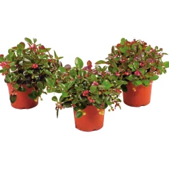 New Plantiflor Rebhuhnbeere Topf Durchmesser 10,5 cm