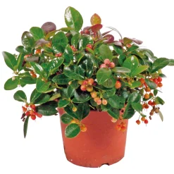 New Plantiflor Rebhuhnbeere Topf Durchmesser 10,5 cm