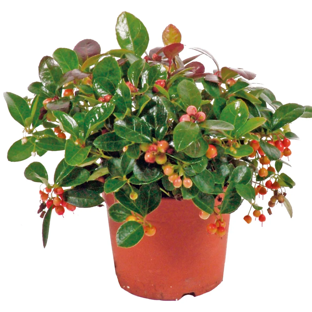 New Plantiflor Rebhuhnbeere Topf Durchmesser 10,5 cm