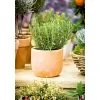 Sale Plantiflor Rosmarin im Topf Durchmesser 14 cm