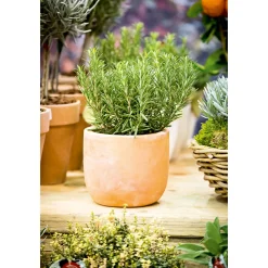 Sale Plantiflor Rosmarin im Topf Durchmesser 14 cm