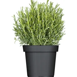 Sale Plantiflor Rosmarin im Topf Durchmesser 14 cm