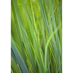 Outlet Plantiflor Ruten-Hirse Topf- Durchmesser 23 cm