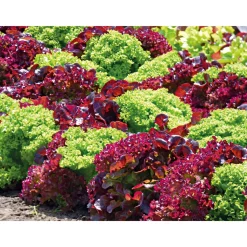 Clearance Plantiflor Salatjungpflanze Lollo Bionda 6er-Pack