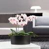 New Plantiflor Schmetterlingsorchidee Topf- Durchmesser 9 cm