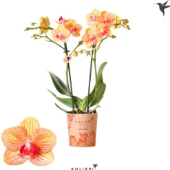 New Plantiflor Schmetterlingsorchidee Topf- Durchmesser 9 cm
