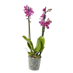 New Plantiflor Schmetterlingsorchidee Topf- Durchmesser 9 cm