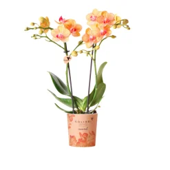 New Plantiflor Schmetterlingsorchidee Topf- Durchmesser 9 cm