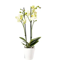 New Plantiflor Schmetterlingsorchidee Topf- Durchmesser 9 cm